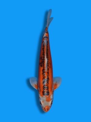 Hikari Hi Shusui | Koi&Co.